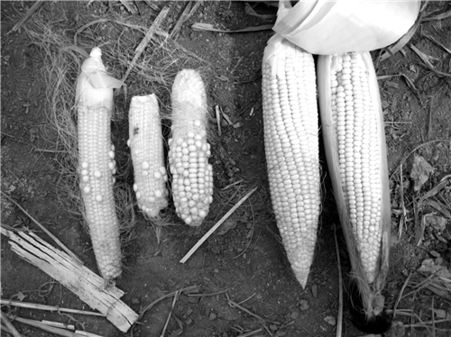 �P(gu��n)���͚�ܵ��Ϸ��r����p�a(ch��n)��r���{��